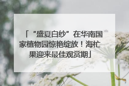 “盛夏白纱”在华南国家植物园惊艳绽放！海杧果迎来最佳观赏期