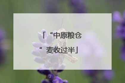 “中原粮仓”麦收过半