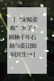 “宋陵麦收”火了！揭秘千年石刻与麦田如何共生→