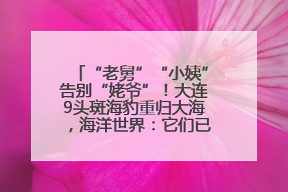 “老舅”“小姨”告别“姥爷”！大连9头斑海豹重归大海，海洋世界：它们已具备野外生存能力