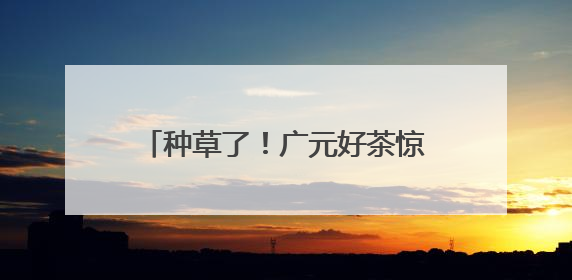 种草了！广元好茶惊艳亮相川茶博览会