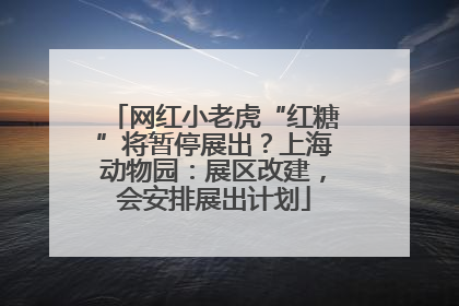 网红小老虎“红糖”将暂停展出？上海动物园：展区改建，会安排展出计划