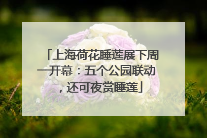 上海荷花睡莲展下周一开幕：五个公园联动，还可夜赏睡莲