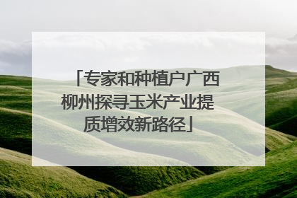 专家和种植户广西柳州探寻玉米产业提质增效新路径