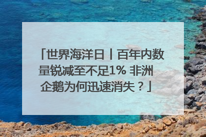 世界海洋日丨百年内数量锐减至不足1% 非洲企鹅为何迅速消失？