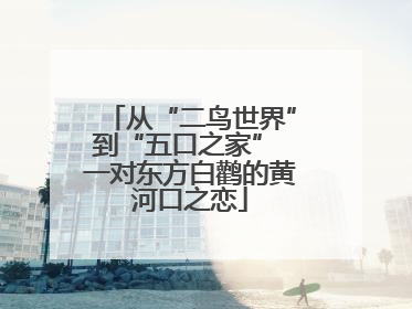 从“二鸟世界”到“五口之家” 一对东方白鹳的黄河口之恋
