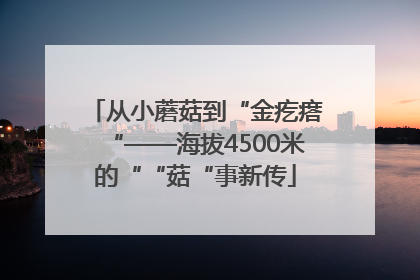 从小蘑菇到“金疙瘩“——海拔4500米的““菇“事新传