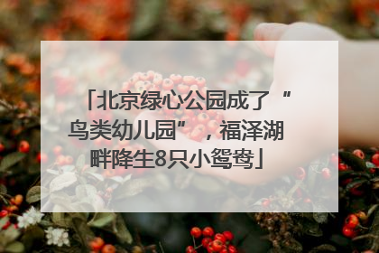 北京绿心公园成了“鸟类幼儿园”，福泽湖畔降生8只小鸳鸯