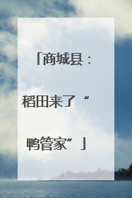 商城县：稻田来了“鸭管家”