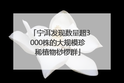 宁洱发现数量超3000株的大规模珍稀植物桫椤群