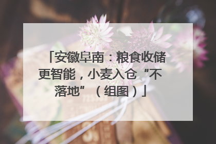安徽阜南：粮食收储更智能，小麦入仓“不落地”（组图）