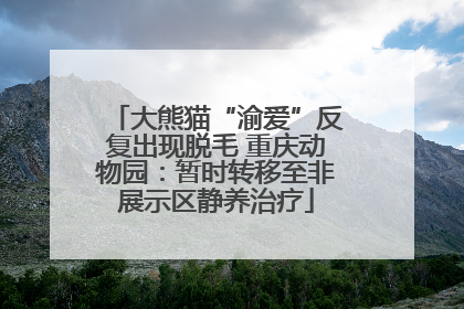大熊猫“渝爱”反复出现脱毛 重庆动物园：暂时转移至非展示区静养治疗