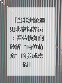 当非洲象遇见北京饲养员：看劳模如何破解“吨位萌宠”的养成密码