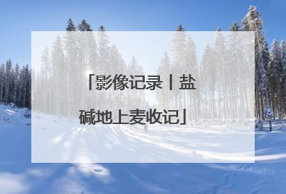 影像记录丨盐碱地上麦收记