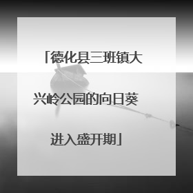 德化县三班镇大兴岭公园的向日葵进入盛开期