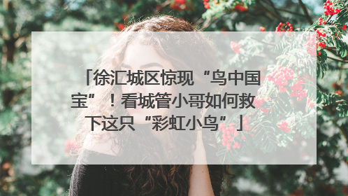 徐汇城区惊现“鸟中国宝”！看城管小哥如何救下这只“彩虹小鸟”