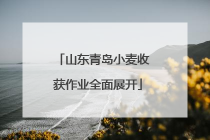 山东青岛小麦收获作业全面展开