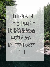 山西大同：“鸟中国宝”铁塔筑巢繁殖 电力人员守护“空中来客”