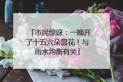 市民惊讶：一晚开了十五六朵昙花！与雨水均衡有关