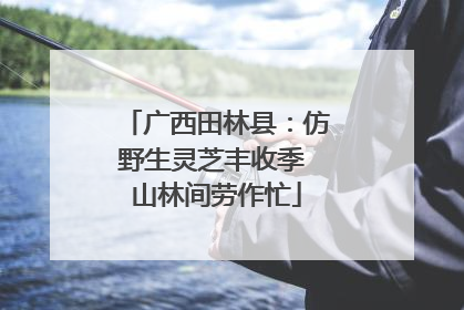 广西田林县：仿野生灵芝丰收季 山林间劳作忙