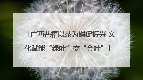 广西苍梧以茶为媒促振兴 文化赋能“绿叶”变“金叶”