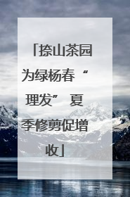 捺山茶园为绿杨春“理发” 夏季修剪促增收