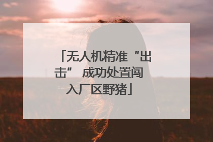 无人机精准“出击” 成功处置闯入厂区野猪