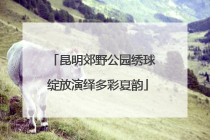 昆明郊野公园绣球绽放演绎多彩夏韵