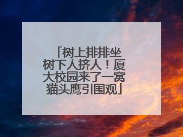 树上排排坐 树下人挤人！厦大校园来了一窝猫头鹰引围观