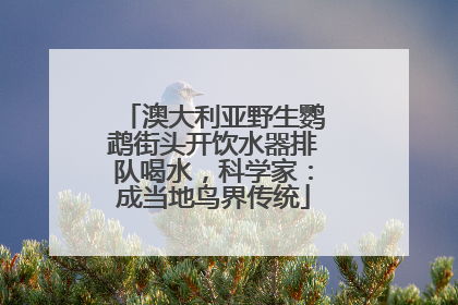 澳大利亚野生鹦鹉街头开饮水器排队喝水，科学家：成当地鸟界传统