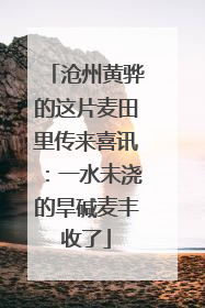 沧州黄骅的这片麦田里传来喜讯：一水未浇的旱碱麦丰收了