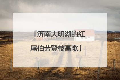 济南大明湖的红尾伯劳登枝高歌