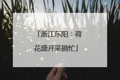 浙江东阳：荷花盛开采摘忙