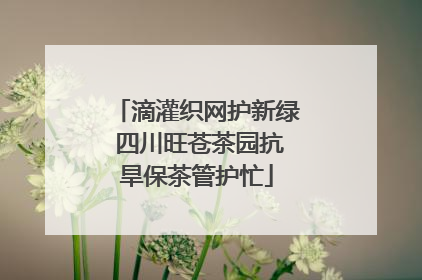 滴灌织网护新绿 四川旺苍茶园抗旱保茶管护忙