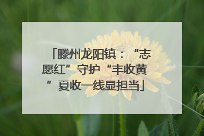 滕州龙阳镇：“志愿红”守护“丰收黄”夏收一线显担当