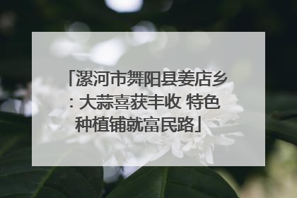 漯河市舞阳县姜店乡：大蒜喜获丰收 特色种植铺就富民路