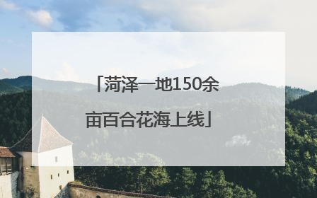 菏泽一地150余亩百合花海上线