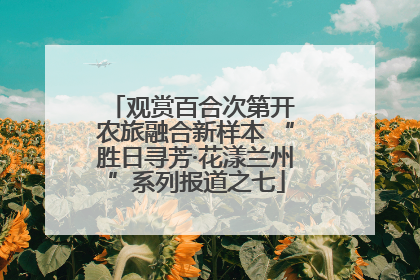 观赏百合次第开 农旅融合新样本 “胜日寻芳·花漾兰州”系列报道之七
