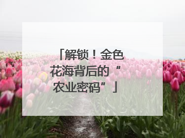 解锁！金色花海背后的“农业密码”