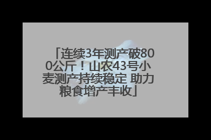 连续3年测产破800公斤！山农43号小麦测产持续稳定 助力粮食增产丰收