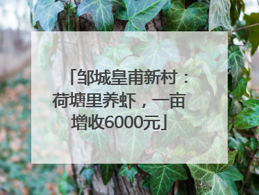 邹城皇甫新村：荷塘里养虾，一亩增收6000元