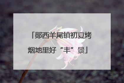 郧西羊尾镇初夏烤烟地里好“丰”景