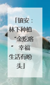 镇安：林下种植“金疙瘩” 幸福生活有盼头