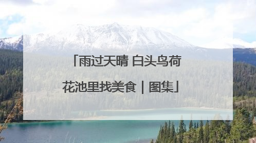 雨过天晴 白头鸟荷花池里找美食｜图集