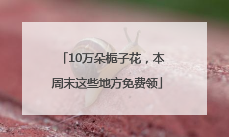 10万朵栀子花，本周末这些地方免费领
