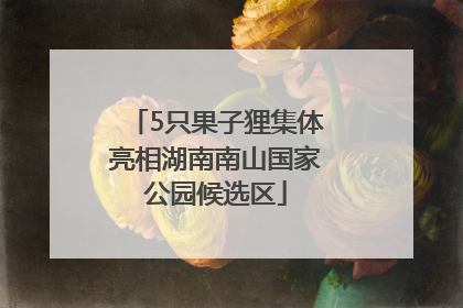 5只果子狸集体亮相湖南南山国家公园候选区